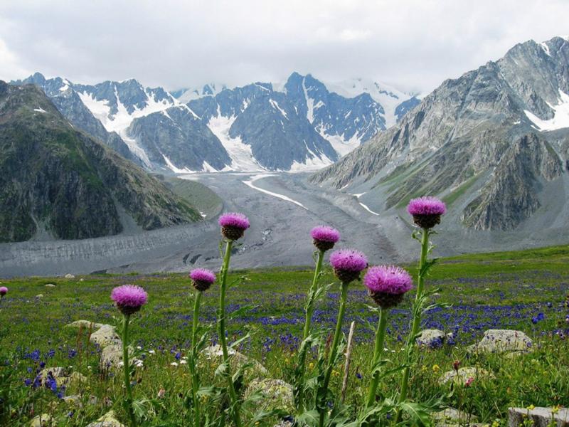 левзея планина

