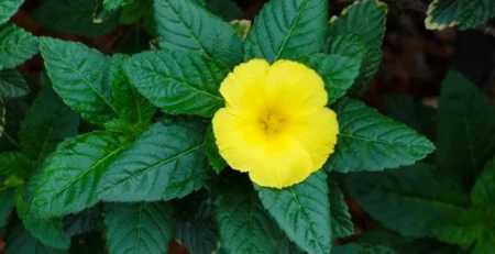 Дамяна Turnera diffusa
