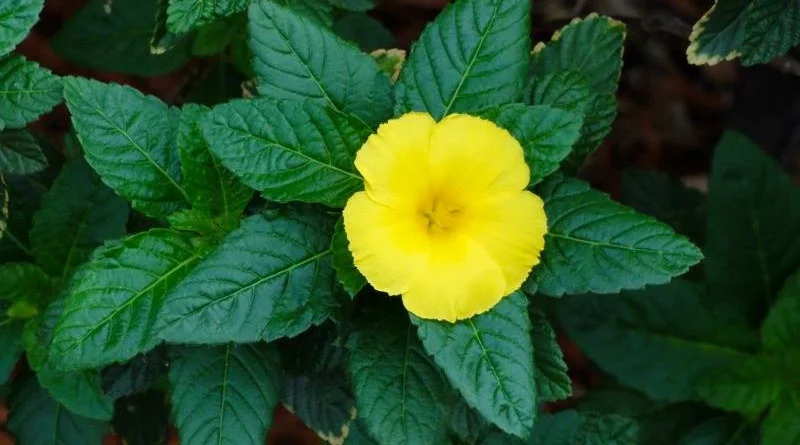 Дамяна Turnera diffusa
