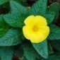Дамяна Turnera diffusa