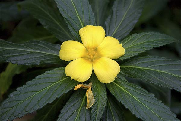 Turnera diffusa