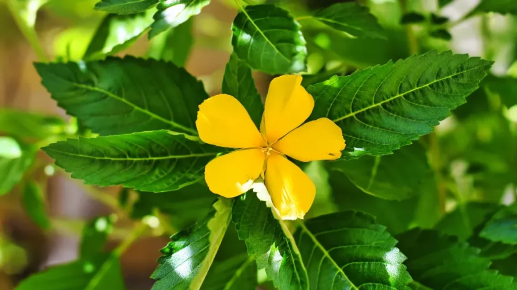 Дамяна Turnera diffusa медицина
