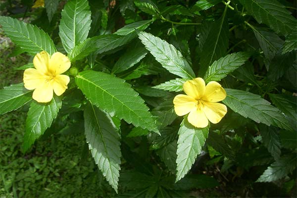 Дамяна Turnera diffusa